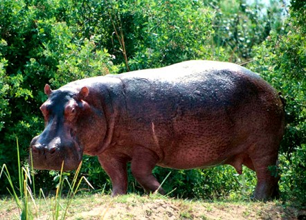 --- L hippopotame ---